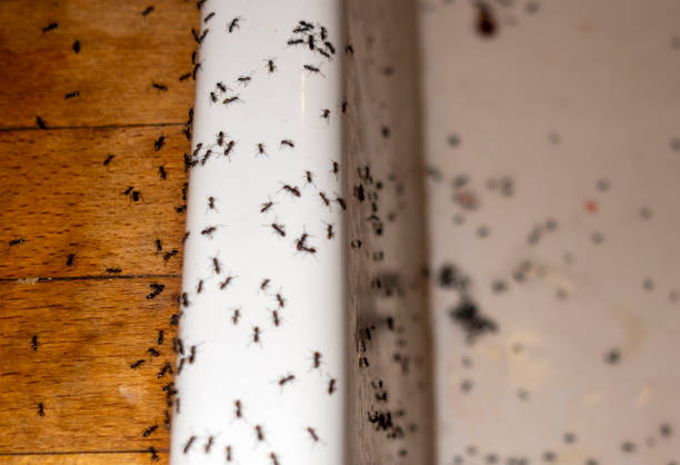 Best Local Pest Control Services  in Harlem, GA
